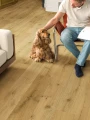 Quick-Step Dąb Truflowy IM8256